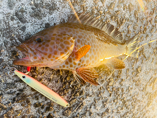 オオモンハタの釣果