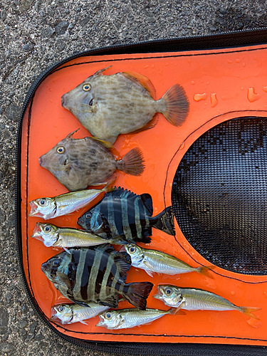 カワハギの釣果