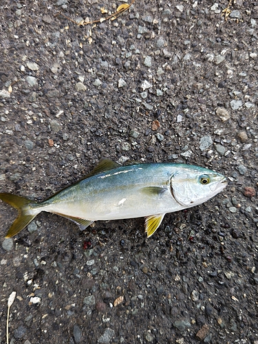 ツバスの釣果