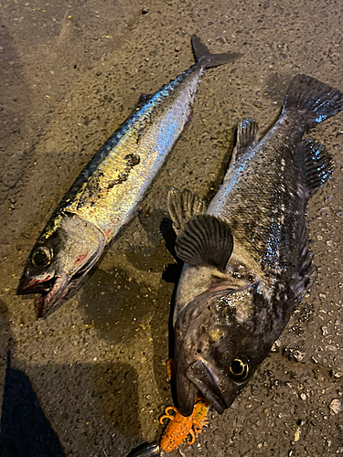 クロソイの釣果