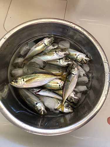 アジの釣果