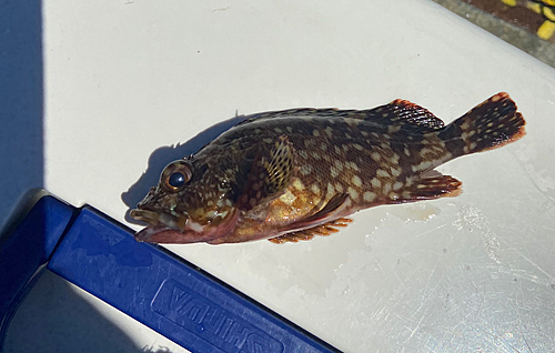 カサゴの釣果