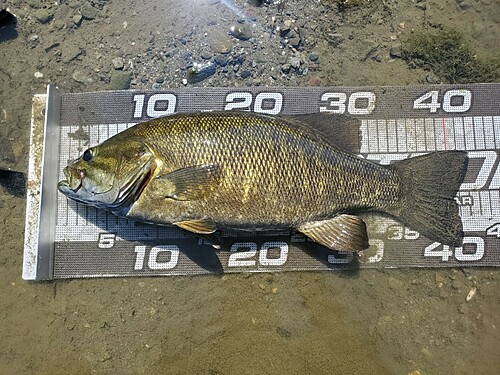 スモールマウスバスの釣果