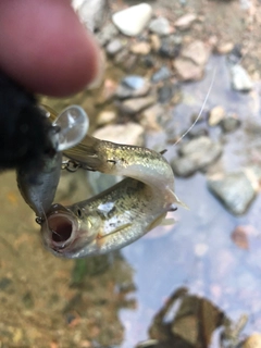 タカハヤの釣果