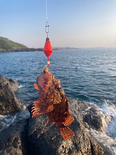 アラカブの釣果