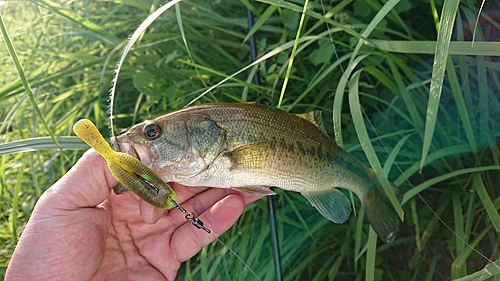 ブラックバスの釣果