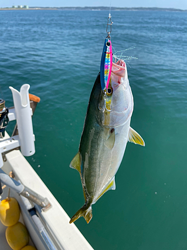 ツバスの釣果