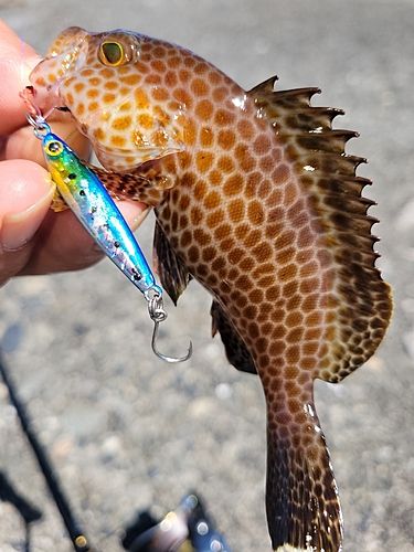 オオモンハタの釣果