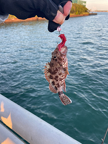 カサゴの釣果