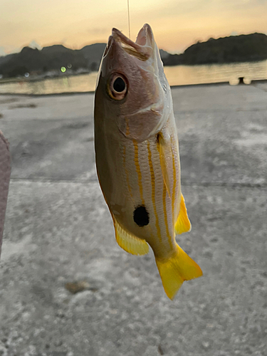 ヤマトビーの釣果