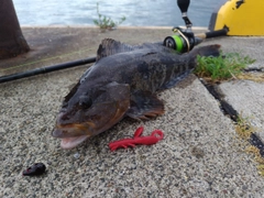 アイナメの釣果