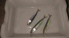 サバの釣果