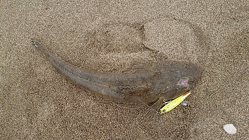 マゴチの釣果