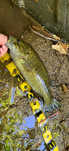 スモールマウスバスの釣果