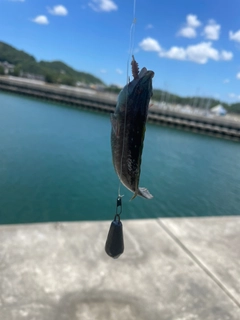 ベラの釣果