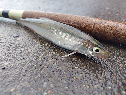 チカの釣果