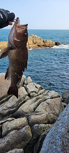 オオモンハタの釣果