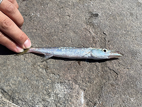 カマスの釣果