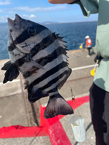 カマスの釣果