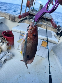 クロホシフエダイの釣果