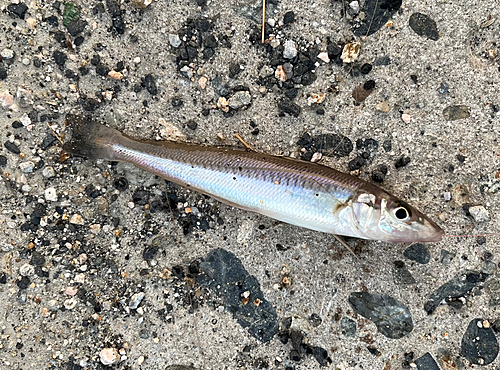 キスの釣果