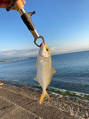 ショゴの釣果