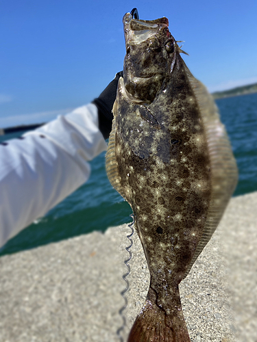 ヒラメの釣果