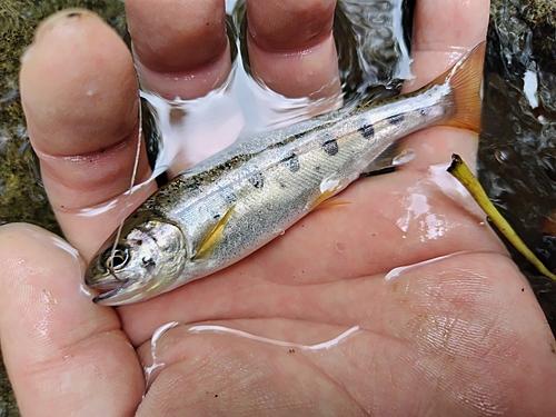 ヤマメの釣果