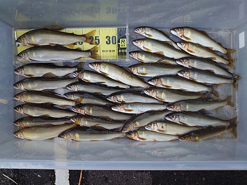 アユの釣果