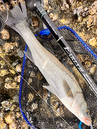 フッコ（マルスズキ）の釣果