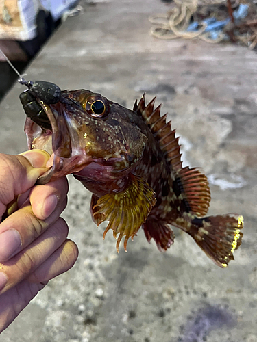 カサゴの釣果