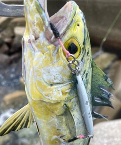 シイラの釣果