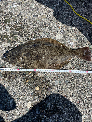 ヒラメの釣果