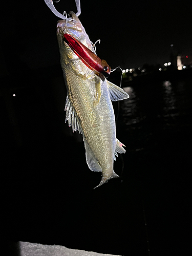 セイゴ（マルスズキ）の釣果