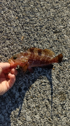 キジハタの釣果