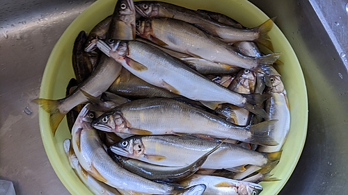 アユの釣果