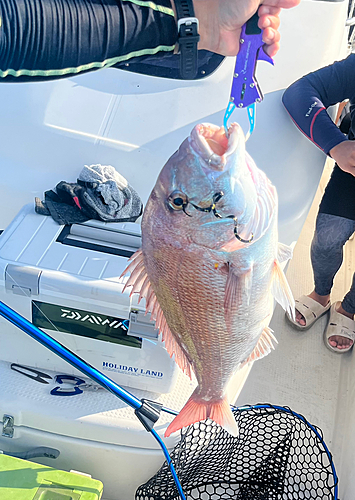 マダイの釣果