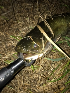 ナマズの釣果