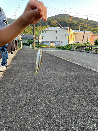 オイカワの釣果