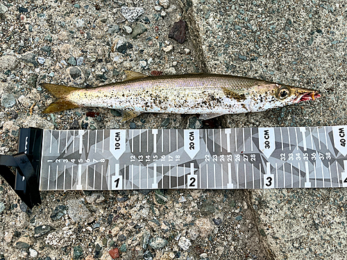 カマスの釣果