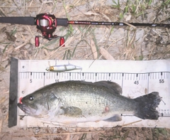 ラージマウスバスの釣果