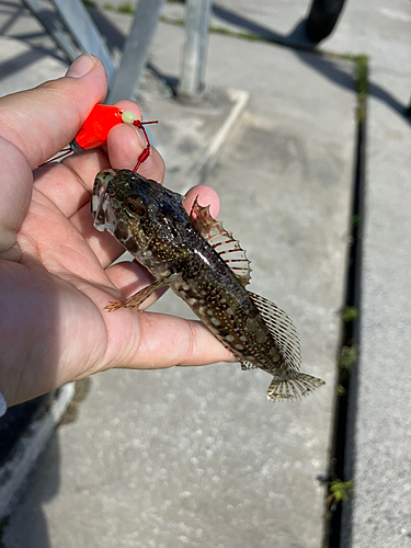 アナハゼの釣果