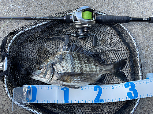 クロダイの釣果