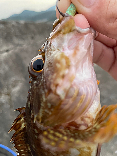 カサゴの釣果