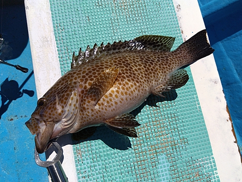 オオモンハタの釣果