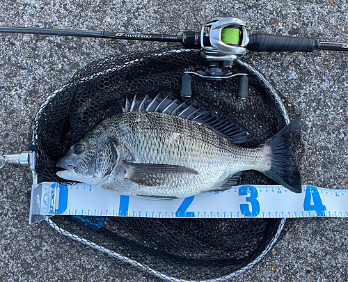 クロダイの釣果