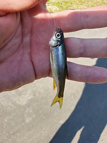 カワムツの釣果