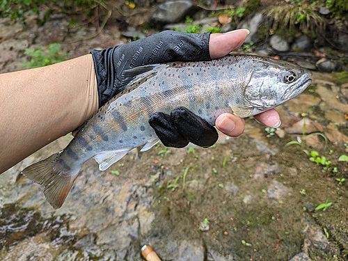 ヤマメの釣果