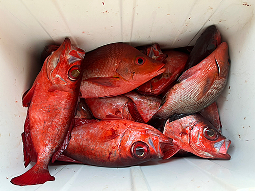 キントキダイの釣果