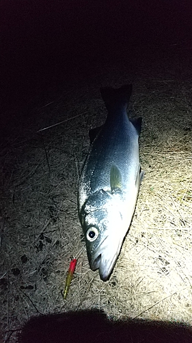 ヒラスズキの釣果